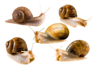 Surreal collection of five unique snails showcasing their delicate form and intricate shells under...