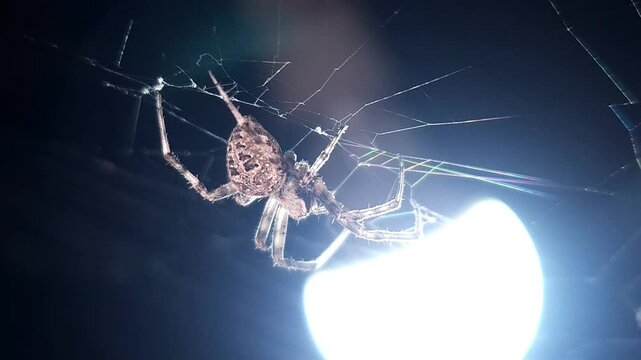 Spider on spider web/spiderweb On Black or Dark Background