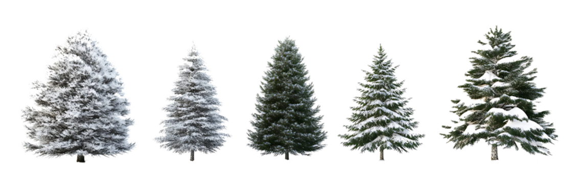 Four different pine trees covered in snow, isolated on a white background. 3D rendering,