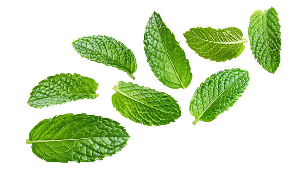 Falling mint leaves isolated on transparent background