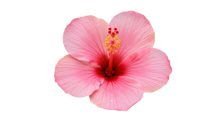 Pink hibiscus flower isolated on white background