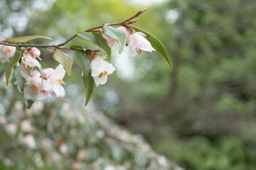 カメリア・エリナカスケード（	Camellia 'Elina Cascade'）／後ろボケに枝垂れて咲く小さな椿／埼玉県・4月