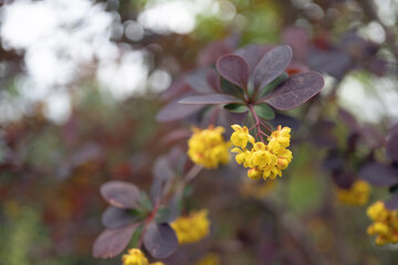 メギ（Berberis thunbergii DC）／褐色の葉と黄色い花をクローズアップ／埼玉県・４月