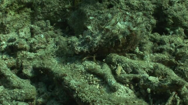 The devil scorpionfish (Inimicus didactylus) moves slowly across the seabed, using its broad pectoral fins. With venomous spines and expert camouflage, it remains a deadly predator in the reef.