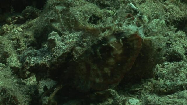 The devil scorpionfish (Inimicus didactylus) creeps along the ocean floor, relying on its pectoral fins. With lethal spines and near-invisible camouflage, it is a master of stealth and surprise.