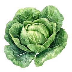 Fototapeta premium A Detailed Watercolor Painting of a Fresh, Green Cabbage. This vibrant image showcases the intricate details of the cabbage leaves.