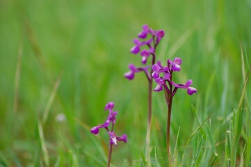 Background of native green-veined orchids on natural habitat with copy space. Green blurred background.