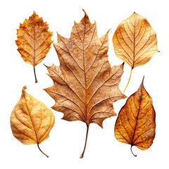 Fototapeta premium autumn maple leaves