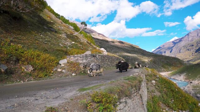 Herd of yaks moving on a road besides the Himalayan mountain peak near Rohtang Pass in Manali, Himachal Pradesh, India. Livestock in the rural mountains background with copy space. Yak walk on road.