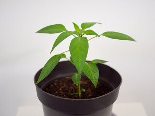 Chili pepper plant, growing in a black plant pot at home.