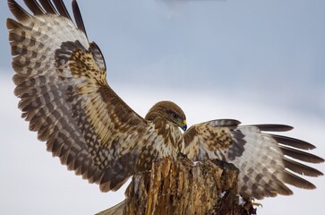 Birds of prey Buzzard (Buteo buteo) hunting from a hide, mouse hunting, bird of prey, winter...