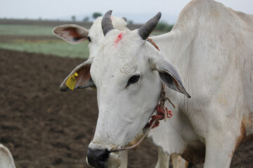 white cows grazing in a rural farmland setting. The foreground cow has short horns and wears a red...