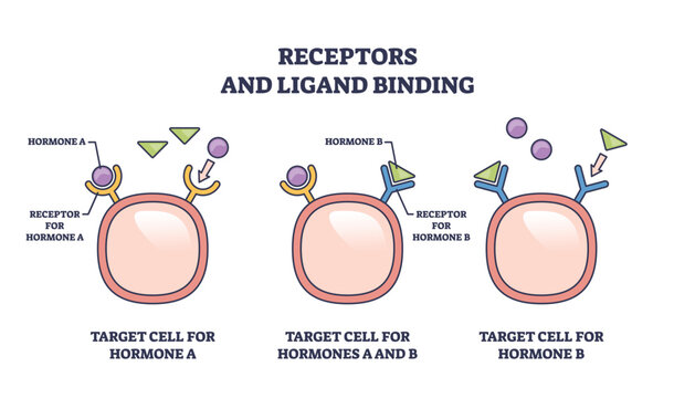 Receptors and ligand binding involves receptors, ligands, and target cells. Outline diagram.