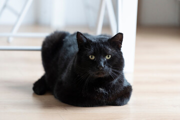 Portrait of a beautiful black cat at home.