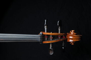 Cello-Schnecke vor schwarzem Hintergrund