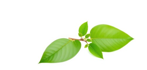 Single vibrant green plant, isolated on pure white background, twig, plant