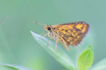 Colorful butterfly resting on a green leaf in a tranquil garden setting