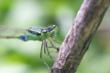 Colorful dragonfly perched on a twig in a lush green setting
