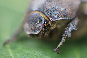 Close-up view of an insect revealing intricate details of its anatomy