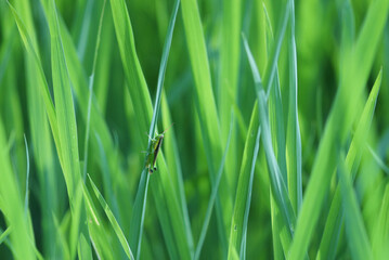 Green grass blades with a small insect hidden among them in bright sunlight