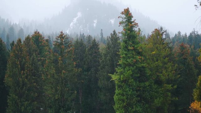 Slow motion shot of snowfall in front of the Pine tree forest and snowy Himalayan mountain peak of the Pir Panjal range at Betaab Valley near Pahalgam in Jammu and Kashmir, India. Snowfall in Kashmir.