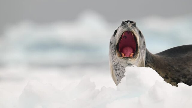 Leopard Seal resting on a floating iceberg in Antarctica