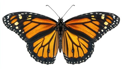 Fototapeta premium Monarch Butterfly: A Close-Up View of Nature's Beauty