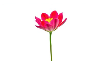 Fototapeta premium A single vibrant bloom, petals unfurled, against a pure white backdrop, vibrant, closeup