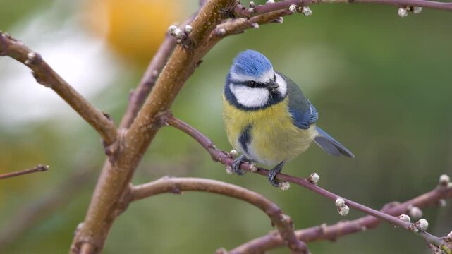 Wildlife - birds. Eurasian blue tit (Cyanistes) live in all kinds of woodlands, forests, parks, gardens and bushes. They feed on plant seeds and insects.