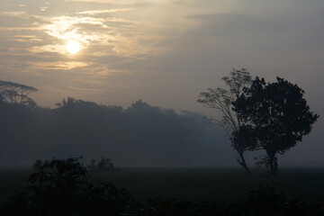 Beautiful sunrise over a misty landscape with silhouettes of trees