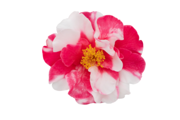 Camellia bicolor white and pink flower isolated transparent png