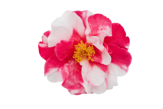Camellia bicolor white and pink flower isolated transparent png