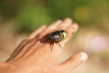 Person gently holding a cicada on their hand in natural setting