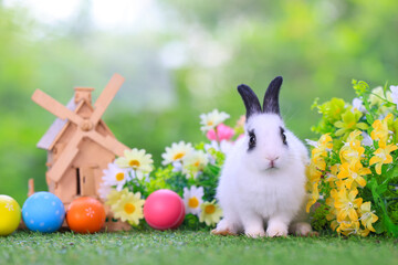 Bunny easter fluffy rabbit eating food, vegetables, carrots, baby corn on green garden nature flowers background on sunny day, Lovely mammal with  bright eyes in nature life. Symbol of easter day.