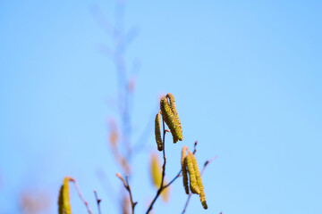 Macro photography of hazel catkins in springtime