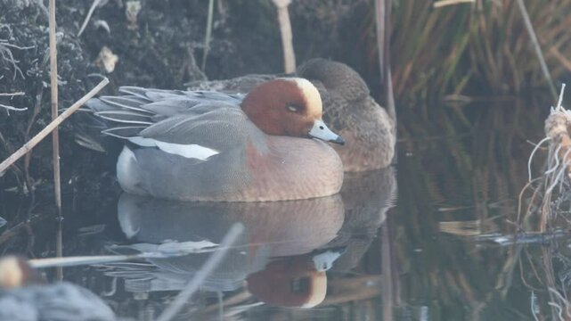 A pair of Wigeon Ducks, Anas penelope, resting on a river on a cold winters foggy morning.