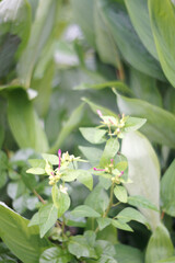 Green foliage with delicate blooms in a lush tropical garden setting