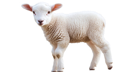 Fototapeta premium Cute white lamb, isolated on a white background as transparent PNG, animal