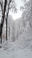Obraz premium winter wonderland forest path