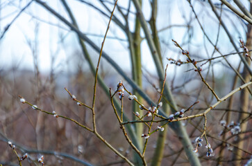 Delicate willow buds emerging against a soft blue sky in early springtime. Close-up shot, bright sunlight, natural awakening, spring renewal, fresh growth, seasonal transition, vibrant contrast.