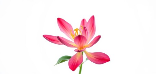 Fototapeta premium A single vibrant bloom, petals unfurled, set against a pure white backdrop, beautiful, delicate
