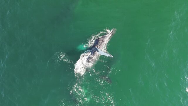 Whales swimming and breaching in the ocean near puerto vallarta, jalisco, mexico