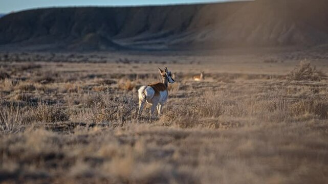 Pronghorn antelope walks away in the desert at sunset, bathed in warm golden light, slow motion, rearview static