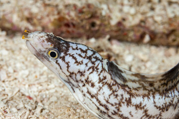 Maldives, Snowflake Moray (Echidna nebulosa)