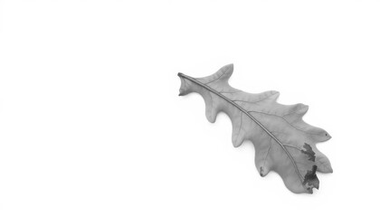 Naklejka premium Single, weathered oak leaf isolated on pure white background, plant, single