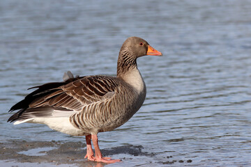 Greylag goose