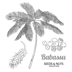 Babassu Palm with Nuts Outline Illustration.