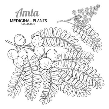 Amla Branch with Fruits Outline Illustration