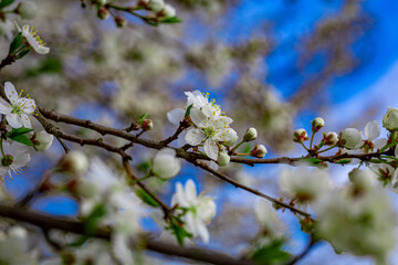 Blooming Trees with Flowers and Twigs Against a Blue Spring Sky