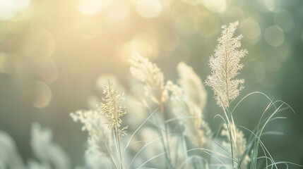 Fototapeta premium Soft focus and blurred grass flower with vintage style, suitable for background use.